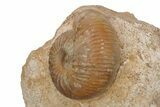 Jurassic Ammonite Fossil - Sengenthal, Germany #211147-2